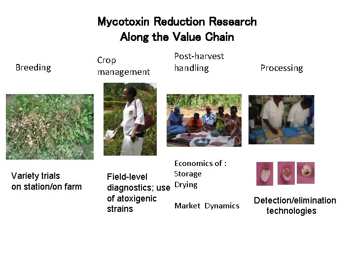 Mycotoxin Reduction Research Along the Value Chain Breeding Variety trials on station/on farm Crop