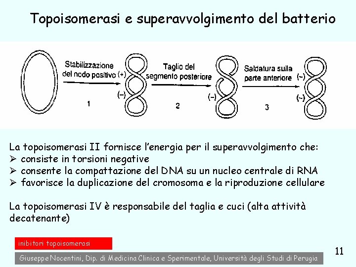 Topoisomerasi e superavvolgimento del batterio La topoisomerasi II fornisce l’energia per il superavvolgimento che: