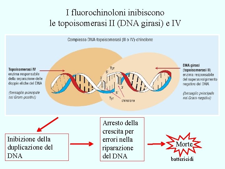 I fluorochinoloni inibiscono le topoisomerasi II (DNA girasi) e IV Inibizione della duplicazione del