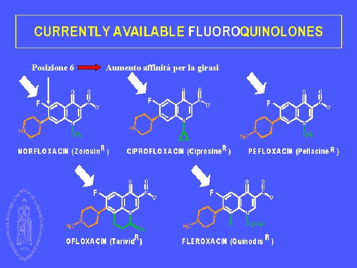 Posizione 6 Aumento affinità per la girasi inibitori topoisomerasi Giuseppe Nocentini, Dip. di Medicina