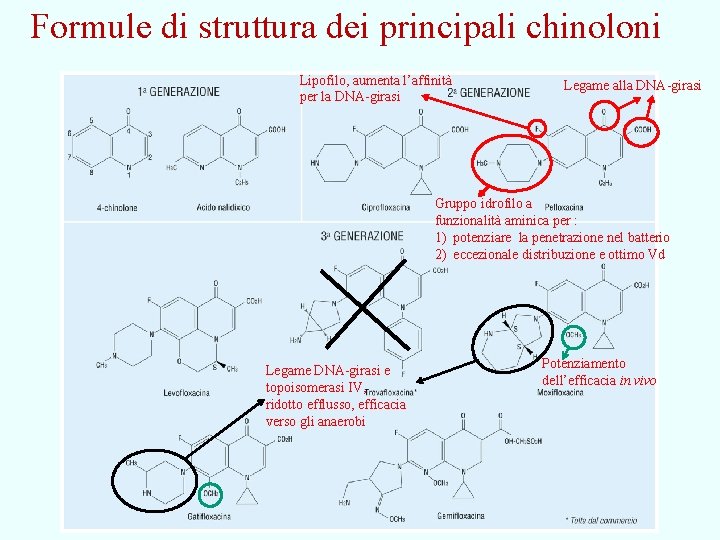 Formule di struttura dei principali chinoloni Lipofilo, aumenta l’affinità per la DNA-girasi Legame alla