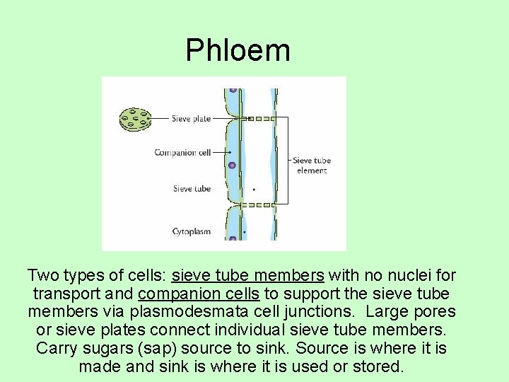Phloem Two types of cells: sieve tube members with no nuclei for transport and