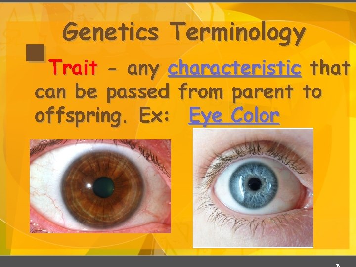 § Genetics Terminology Trait - any characteristic that can be passed from parent to