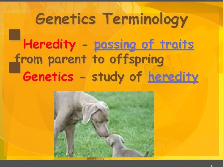 § § Genetics Terminology Heredity - passing of traits from parent to offspring Genetics