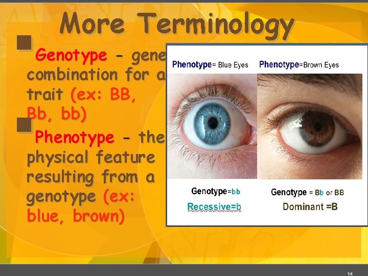 § More Terminology Genotype - gene combination for a trait (ex: BB, Bb, bb)