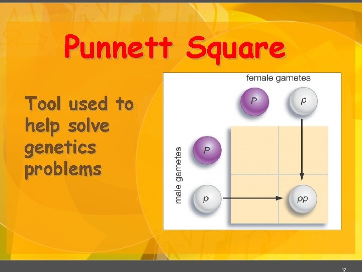 Punnett Square Tool used to help solve genetics problems 17 