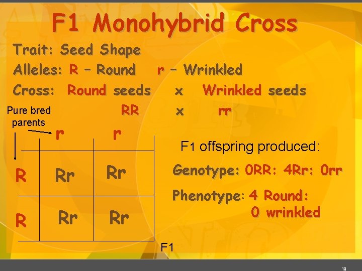 F 1 Monohybrid Cross Trait: Seed Shape Alleles: R – Round r – Wrinkled