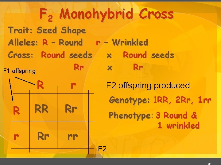 F 2 Monohybrid Cross Trait: Seed Shape Alleles: R – Round r – Wrinkled