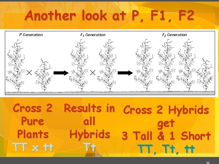 Another look at P, F 1, F 2 Cross 2 Results in Cross 2