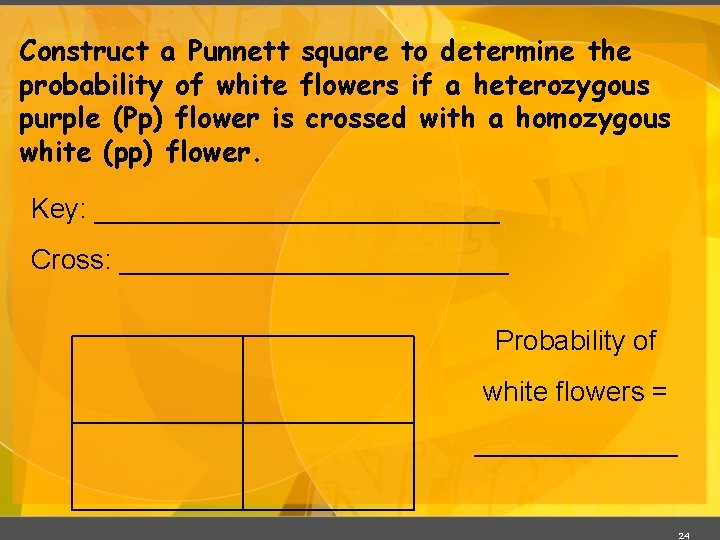 Construct a Punnett square to determine the probability of white flowers if a heterozygous