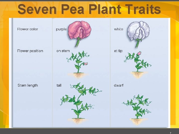 Seven Pea Plant Traits 7 