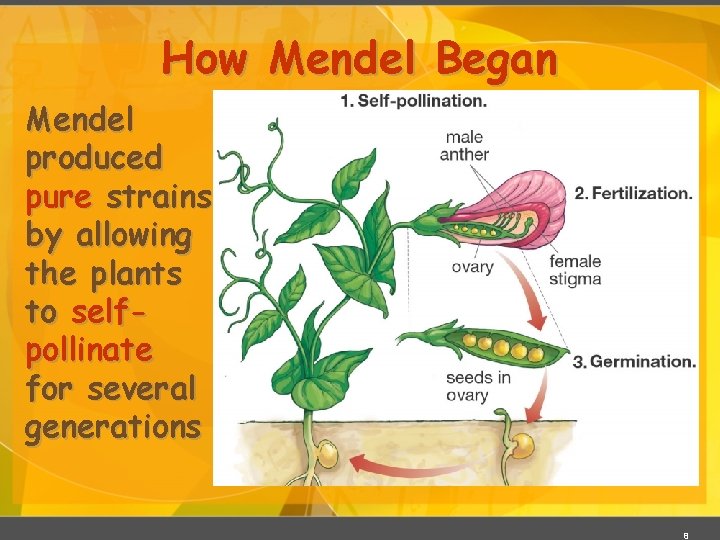 How Mendel Began Mendel produced pure strains by allowing the plants to selfpollinate for
