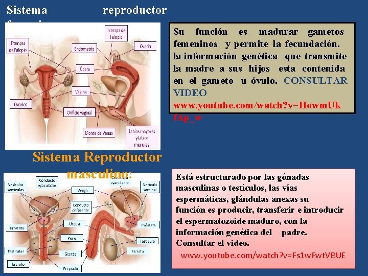 Sistema femenino reproductor Sistema Reproductor masculino: Su función es madurar gametos femeninos y permite