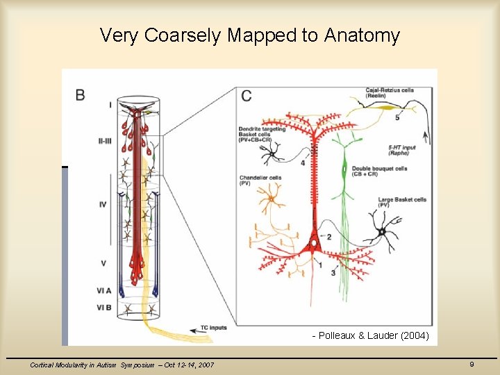 Very Coarsely Mapped to Anatomy - Polleaux & Lauder (2004) Cortical Modularity in Autism