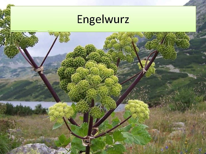 Engelwurz 