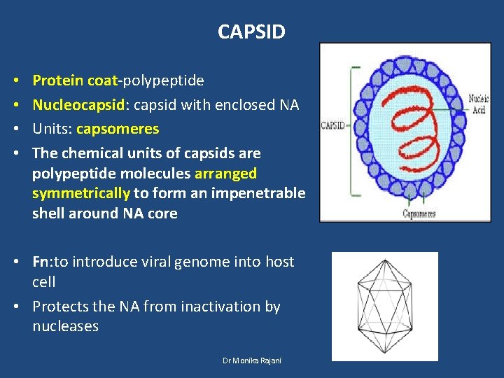 CAPSID • • Protein coat-polypeptide Nucleocapsid: capsid with enclosed NA Units: capsomeres The chemical