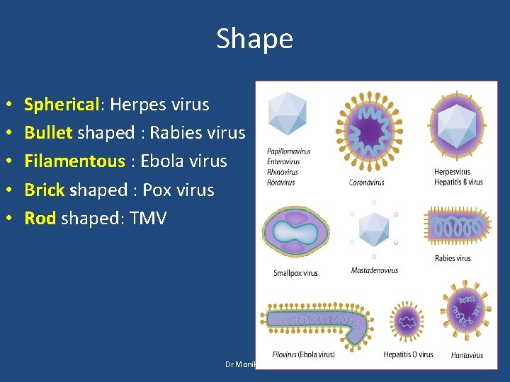 Shape • • • Spherical: Herpes virus Bullet shaped : Rabies virus Filamentous :