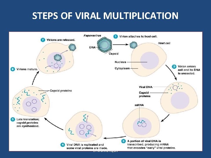 STEPS OF VIRAL MULTIPLICATION Dr Monika Rajani 