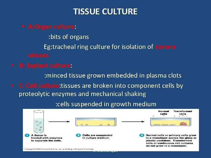 TISSUE CULTURE § A: Organ culture: : bits of organs Eg: tracheal ring culture