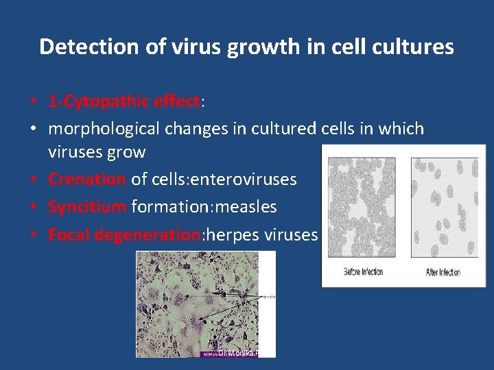 Detection of virus growth in cell cultures • 1 -Cytopathic effect: • morphological changes