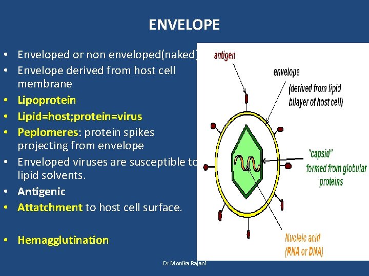 ENVELOPE • Enveloped or non enveloped(naked) • Envelope derived from host cell membrane •