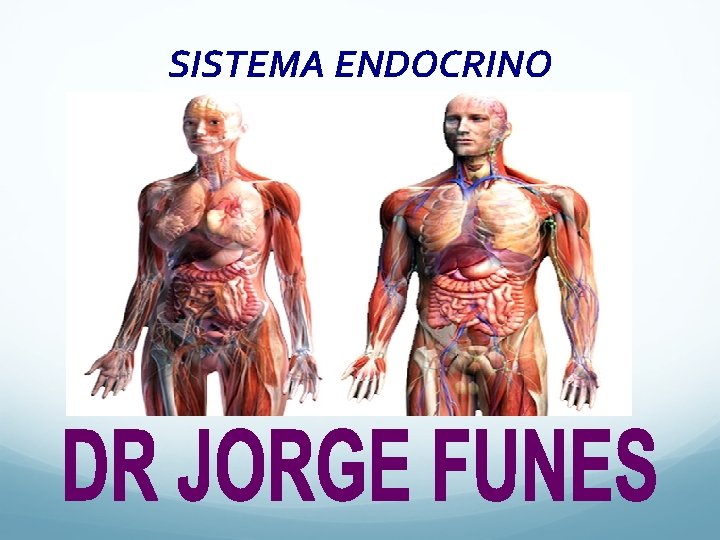 SISTEMA ENDOCRINO 