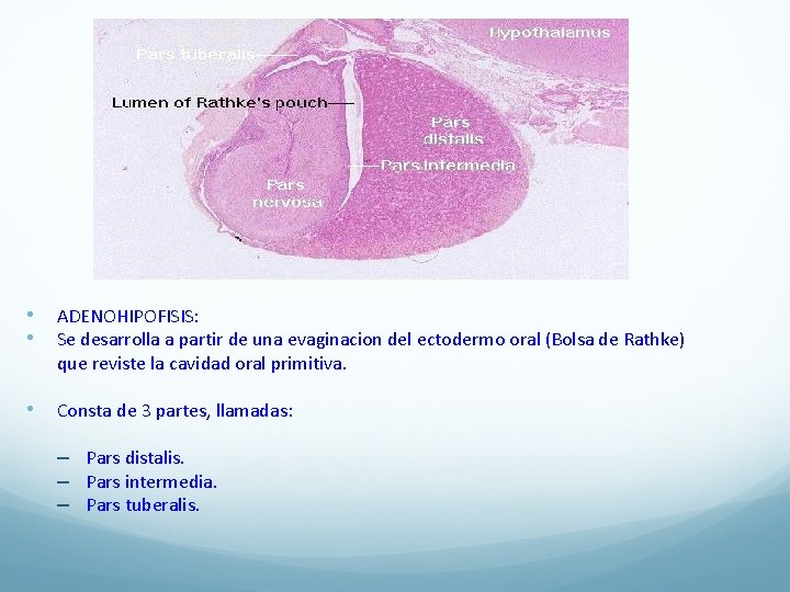  • • ADENOHIPOFISIS: Se desarrolla a partir de una evaginacion del ectodermo oral