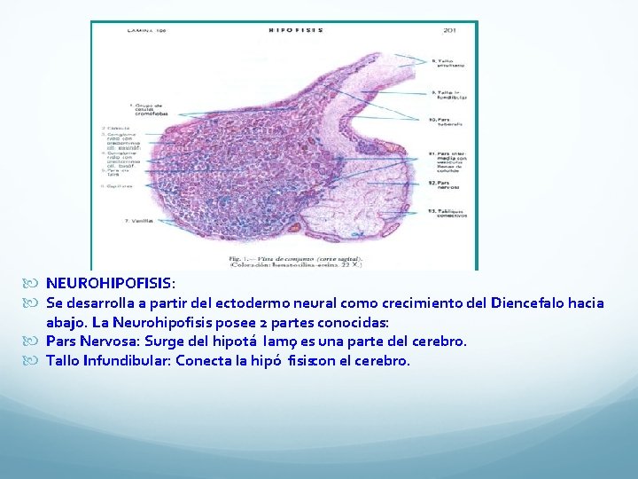  NEUROHIPOFISIS: Se desarrolla a partir del ectodermo neural como crecimiento del Diencefalo hacia