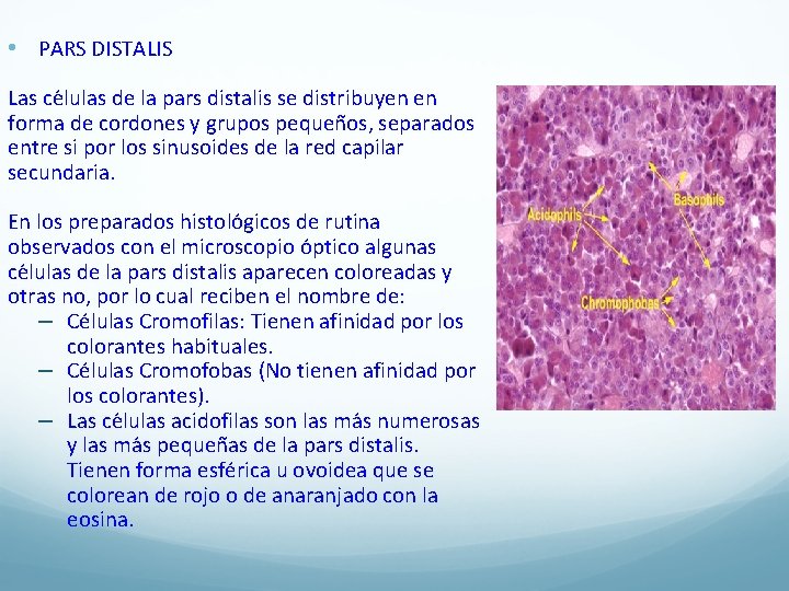  • PARS DISTALIS Las ce lulas de la pars distalis se distribuyen en