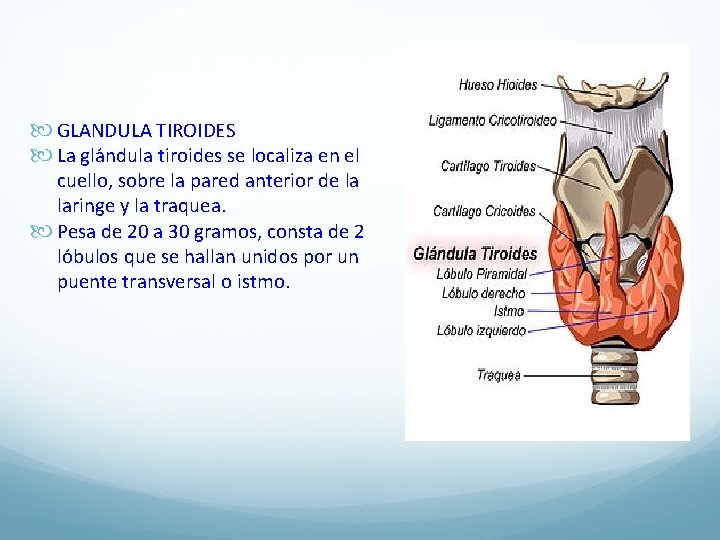  GLANDULA TIROIDES La gla ndula tiroides se localiza en el cuello, sobre la