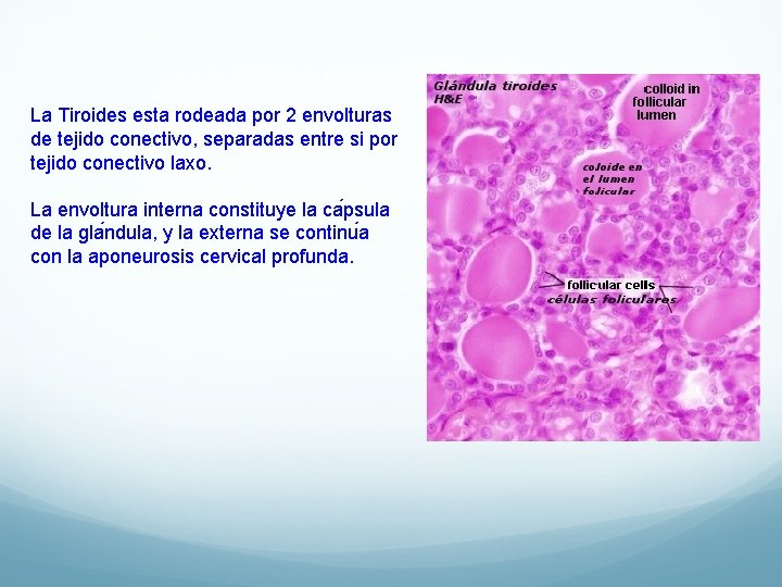 La Tiroides esta rodeada por 2 envolturas de tejido conectivo, separadas entre si por