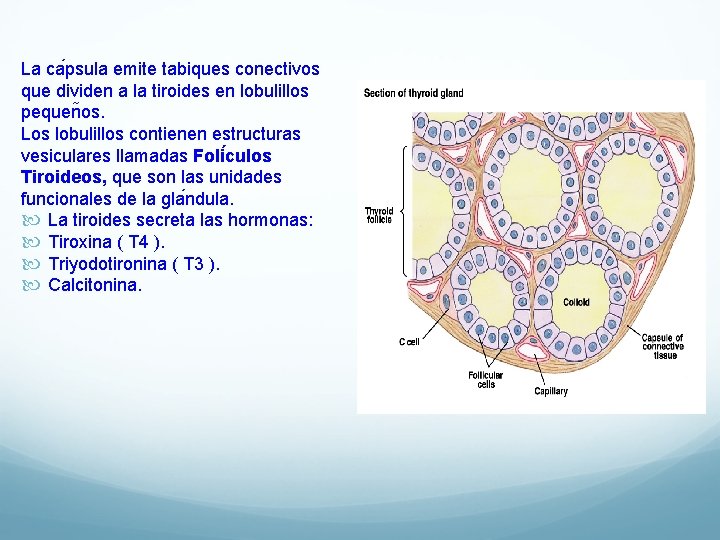 La ca psula emite tabiques conectivos que dividen a la tiroides en lobulillos pequen