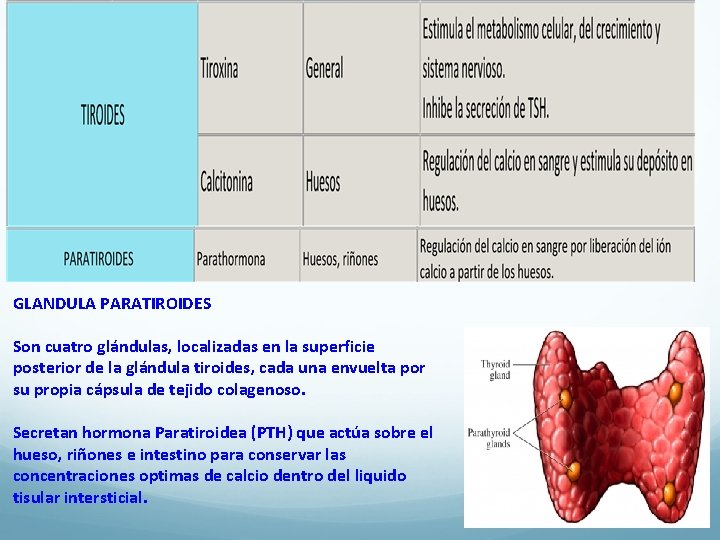 GLANDULA PARATIROIDES Son cuatro glándulas, localizadas en la superficie posterior de la glándula tiroides,