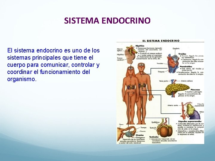 SISTEMA ENDOCRINO El sistema endocrino es uno de los sistemas principales que tiene el