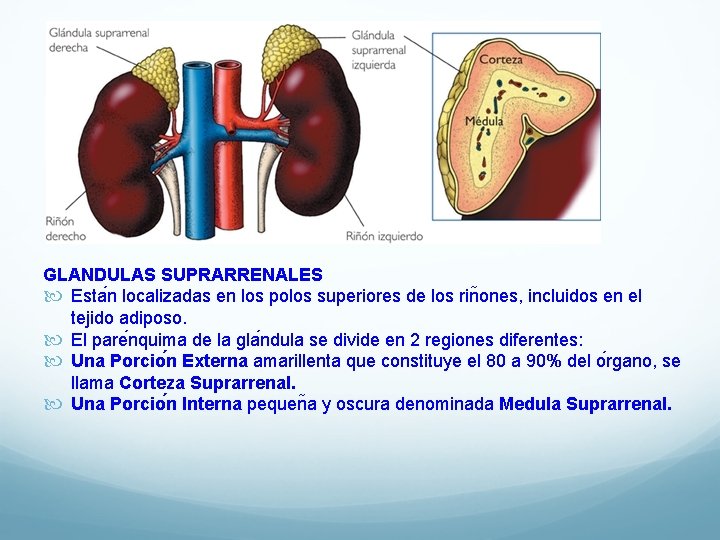 GLANDULAS SUPRARRENALES Esta n localizadas en los polos superiores de los rin ones, incluidos