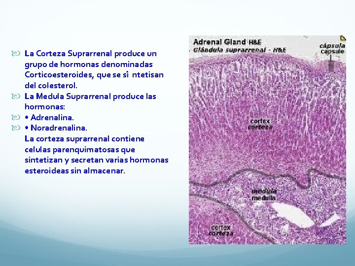  La Corteza Suprarrenal produce un grupo de hormonas denominadas Corticoesteroides, que se si