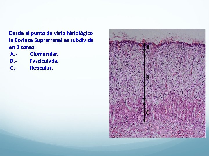 Desde el punto de vista histolo gico la Corteza Suprarrenal se subdivide en 3