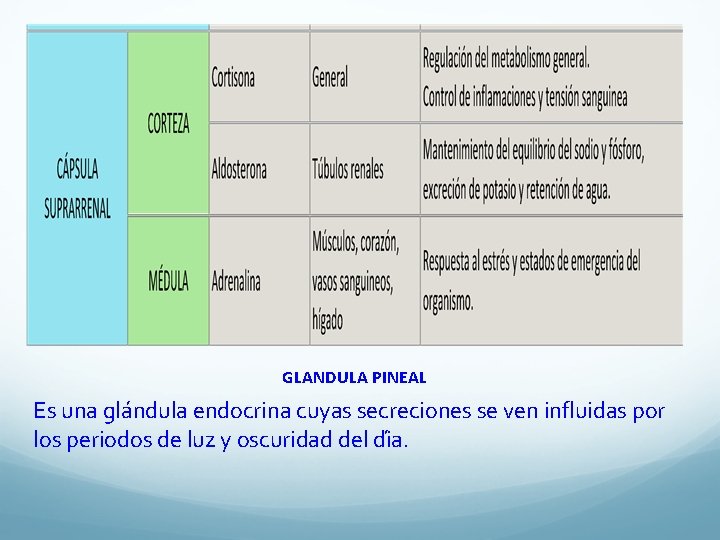 GLANDULA PINEAL Es una gla ndula endocrina cuyas secreciones se ven influidas por los