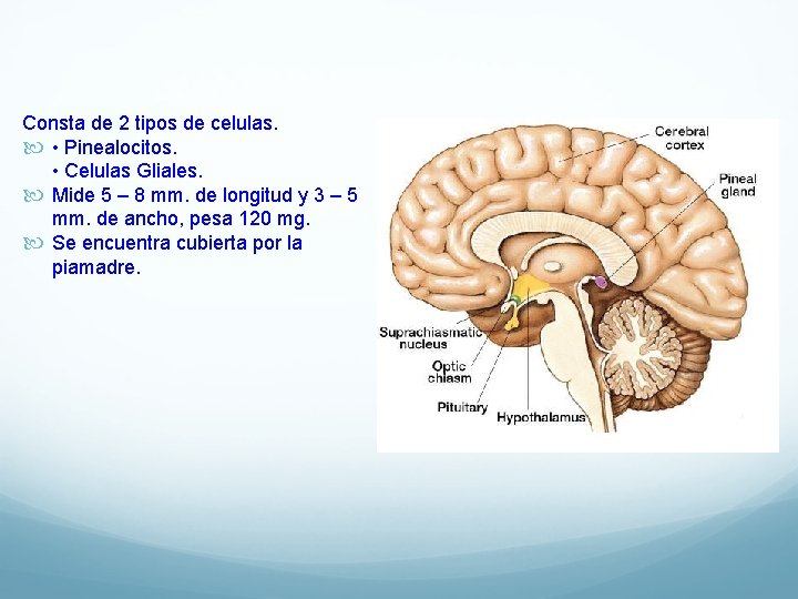 Consta de 2 tipos de celulas. • Pinealocitos. • Celulas Gliales. Mide 5 –