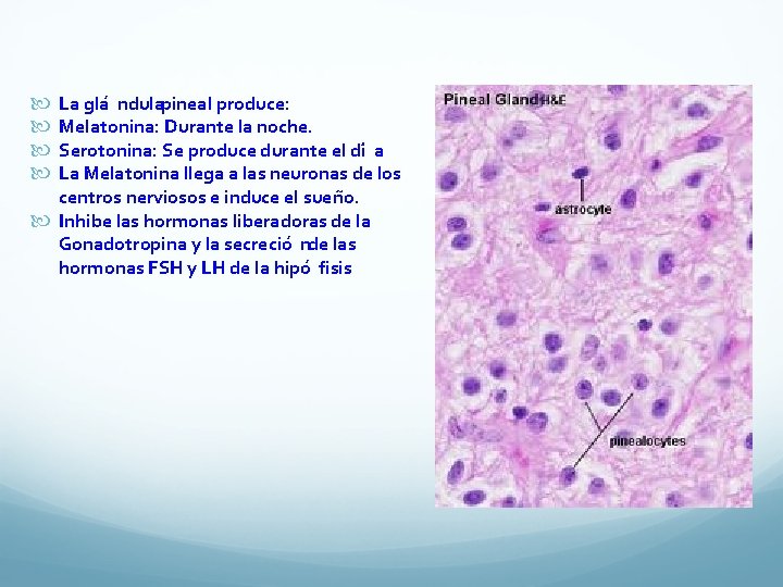  La gla ndulapineal produce: Melatonina: Durante la noche. Serotonina: Se produce durante el