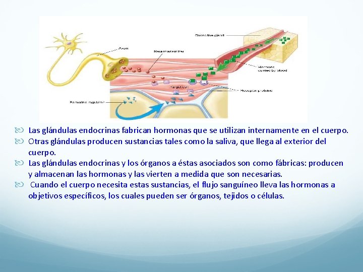  Las glándulas endocrinas fabrican hormonas que se utilizan internamente en el cuerpo. Otras