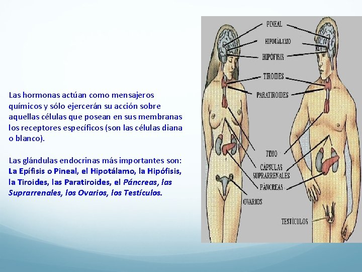 Las hormonas actúan como mensajeros químicos y sólo ejercerán su acción sobre aquellas células