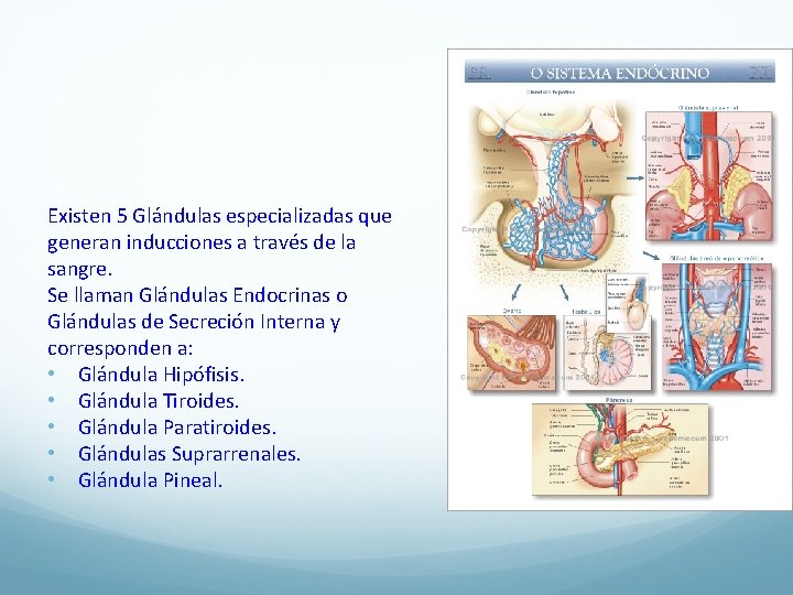 Existen 5 Gla ndulas especializadas que generan inducciones a trave s de la sangre.