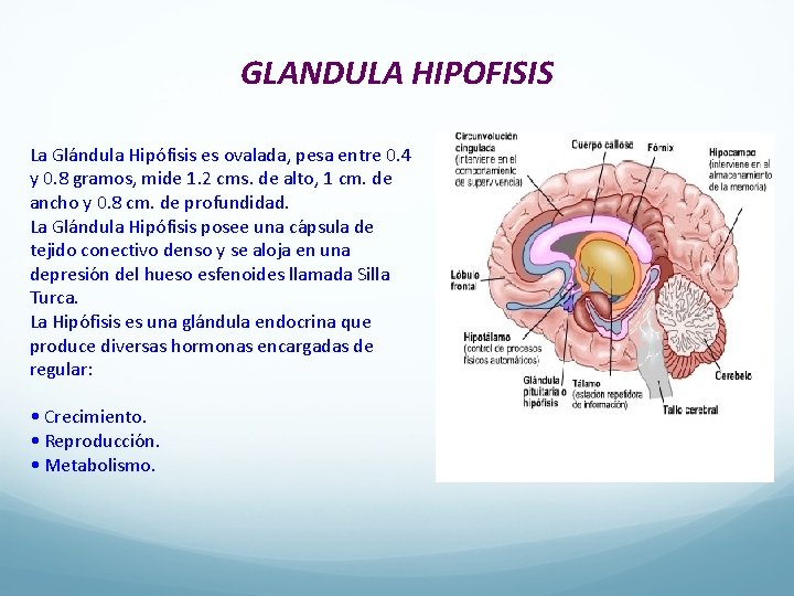 GLANDULA HIPOFISIS La Gla ndula Hipo fisis es ovalada, pesa entre 0. 4 y