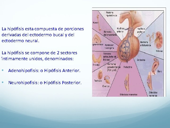 La hipo fisis esta compuesta de porciones derivadas del ectodermo bucal y del ectodermo