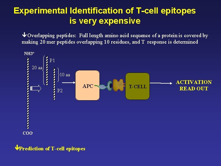 Computeraided Design Of Tcell Epitope Vaccines Pedro Antonio