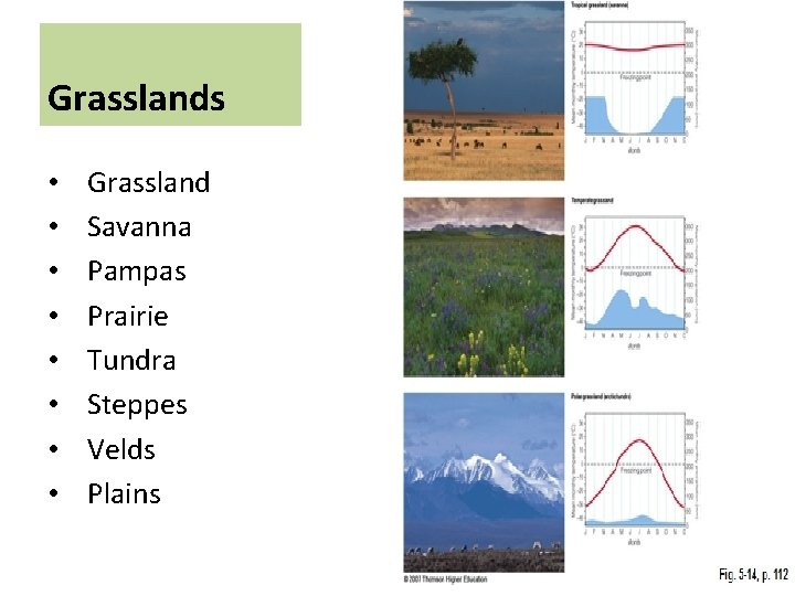 Grasslands • • Grassland Savanna Pampas Prairie Tundra Steppes Velds Plains 