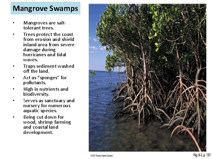 Mangrove Swamps • • Mangroves are salttolerant trees. Trees protect the coast from erosion