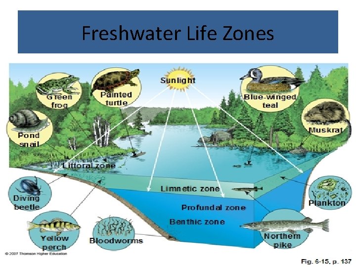 Freshwater Life Zones 