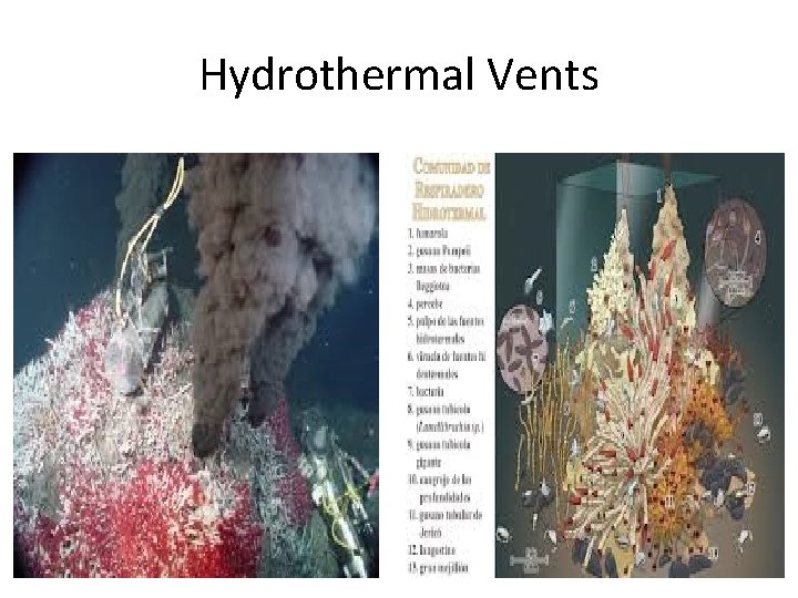 Hydrothermal Vents 